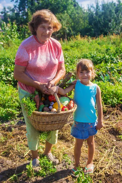 Nenek Dan Cucu Kebun Mengumpulkan Hasil Panen Fokus Selektif Alam — Stok Foto