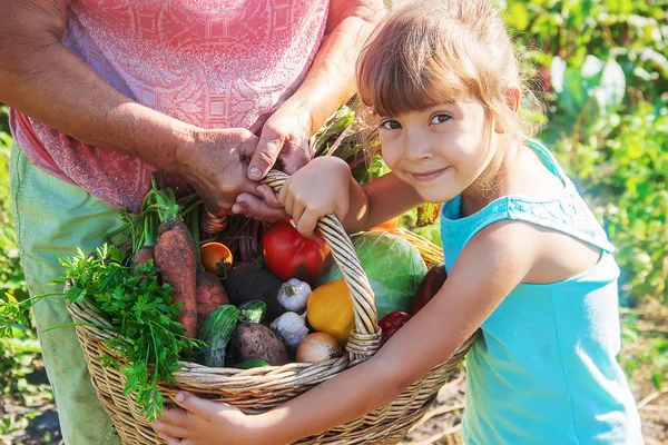 Бабушка Внучка Саду Собирают Урожай Выборочный Фокус Природа — стоковое фото