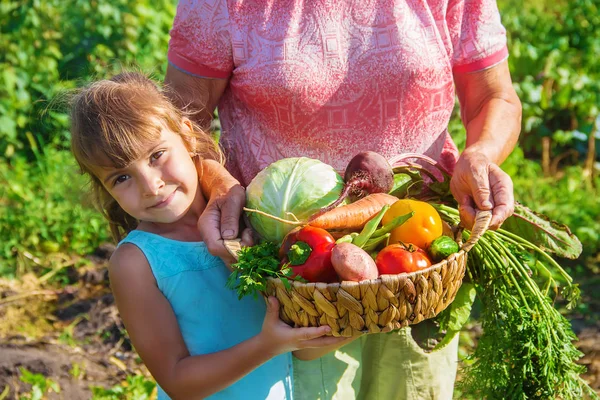 Babička Vnučka Zahradě Shromáždit Sklizeň Selektivní Fokus Příroda — Stock fotografie