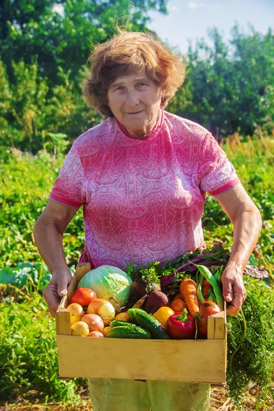 Nagymama Kertben Összegyűjti Aratást Szelektív Fókusz Természet — Stock Fotó