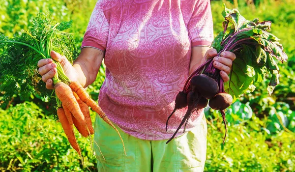 Бабушка Саду Собирает Урожай Выборочный Фокус Природа — стоковое фото
