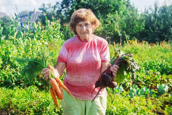 Nagymama Kertben Összegyűjti Aratást Szelektív Fókusz Természet — Stock Fotó