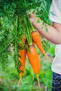 Çocuk ve çiftlikte sebze. Seçici odak. nmature.