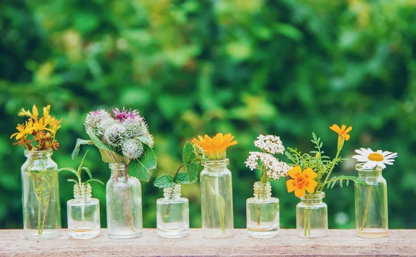 Extraits Herbes Dans Petites Bouteilles Concentration Sélective Nature — Photo