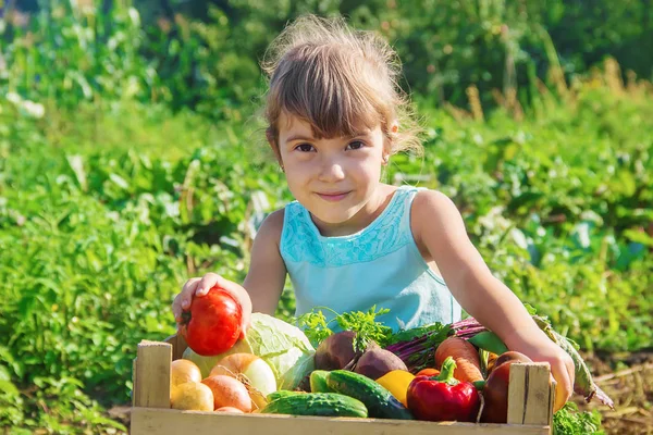 Anak Dan Sayuran Peternakan Fokus Selektif Dewasa — Stok Foto