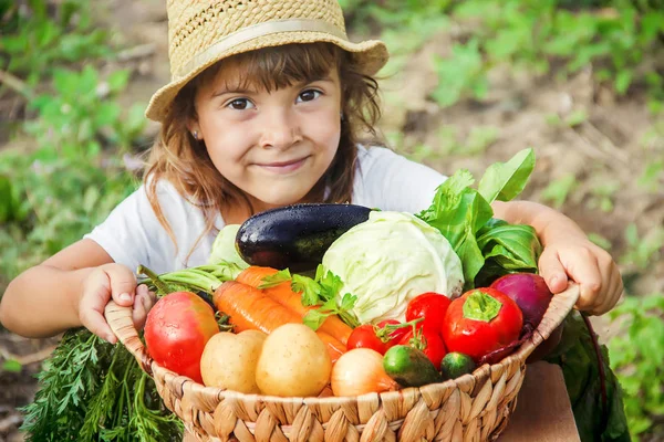 Gyermek Zöldségeket Gazdaságban Szelektív Összpontosít Nmature — Stock Fotó