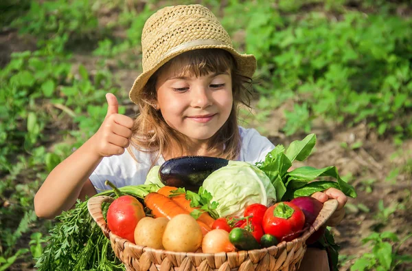 Gyermek Zöldségeket Gazdaságban Szelektív Összpontosít Nmature — Stock Fotó