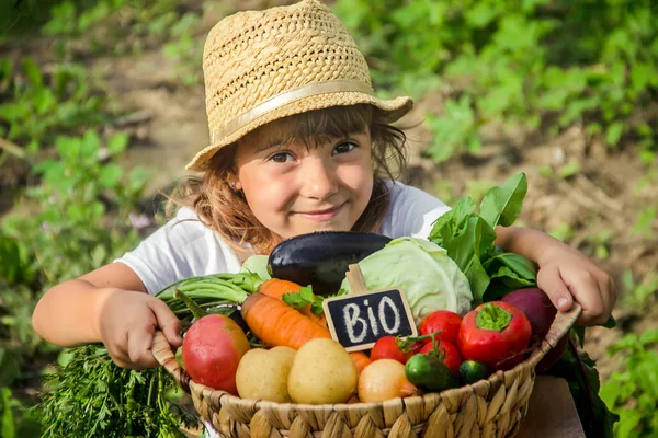 Niños Verduras Granja Enfoque Selectivo Inmaduro — Foto de Stock