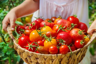 Çocuk ev yapımı domates hasadı topluyor. Seçici odaklanma. Doğa.