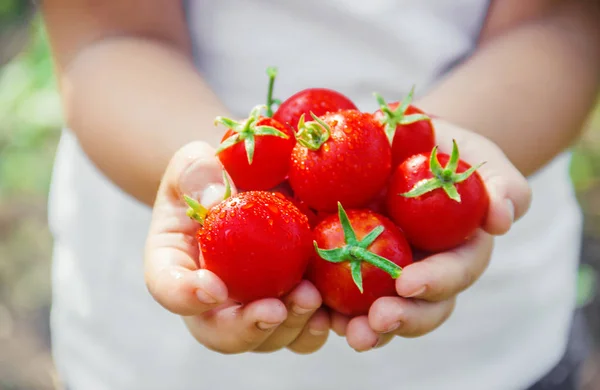 Kind Verzamelt Een Oogst Van Zelfgemaakte Tomaten Selectieve Focus Aard — Stockfoto