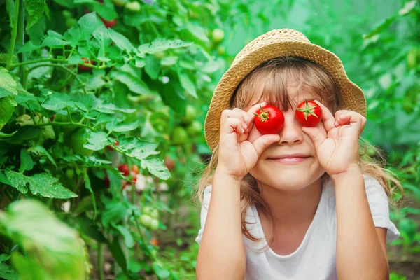 Enfant Recueille Une Récolte Tomates Maison Focalisation Sélective Nature — Photo