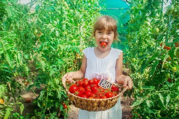 子供は自家製トマトを収穫します 選択的集中 — ストック写真