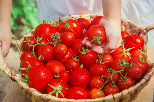 Barn Samlar Skörd Hemlagade Tomater Selektivt Fokus Natur — Stockfoto