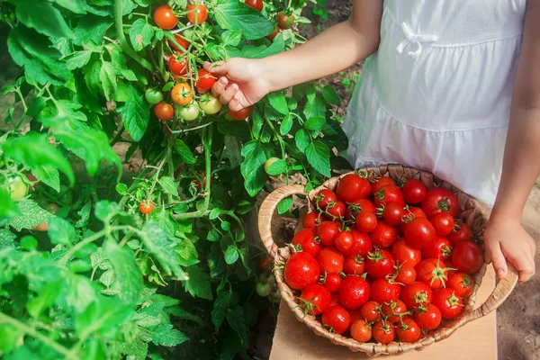 Çocuk Yapımı Domates Hasadı Topluyor Seçici Odaklanma Doğa — Stok fotoğraf