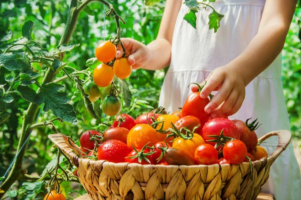 Παιδί Συλλέγει Μια Συγκομιδή Από Σπιτικές Ντομάτες Επιλεκτική Εστίαση Φύση — Φωτογραφία Αρχείου