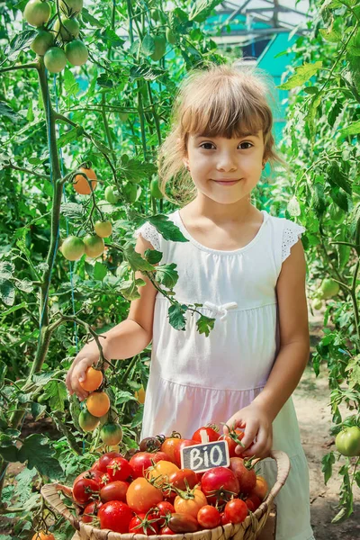 Anak Anak Mengoleksi Panen Tomat Buatan Sendiri Fokus Selektif Alam — Stok Foto