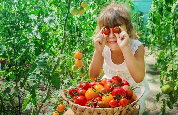 Niño Recoge Una Cosecha Tomates Caseros Enfoque Selectivo Naturaleza —  Fotos de Stock