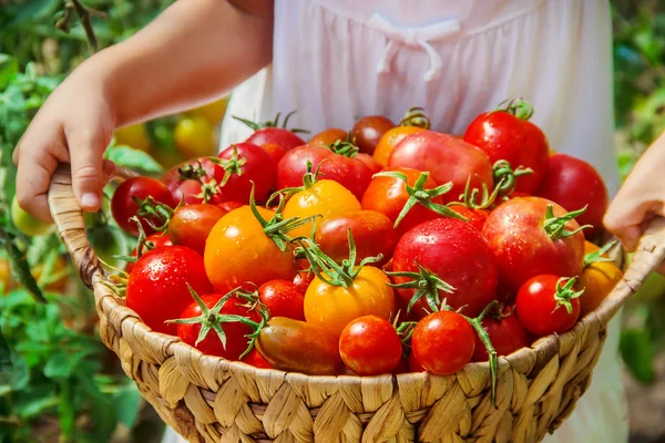 Enfant Recueille Une Récolte Tomates Maison Focalisation Sélective Nature — Photo