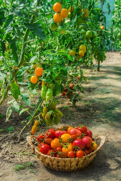 Tomates Caseiros Cesto Foco Seletivo Natureza — Fotografia de Stock