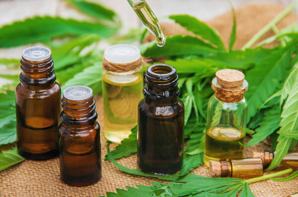 Cannabis herb and leaves for treatment broth, tincture, extract, oil. Selective focus. nature