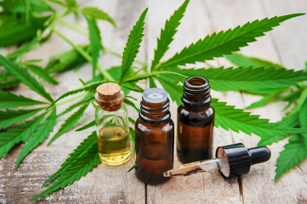 Трава конопли и листья для обработки бульона, настойки, экстракта, масла. Выборочный фокус. природа