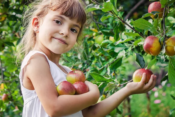 Bambino Con Una Mela Concentrazione Selettiva Giardino Alimentare — Foto Stock