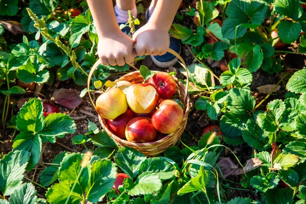 Anak Dengan Anak Dengan Apel Fokus Selektif Makanan Taman — Stok Foto
