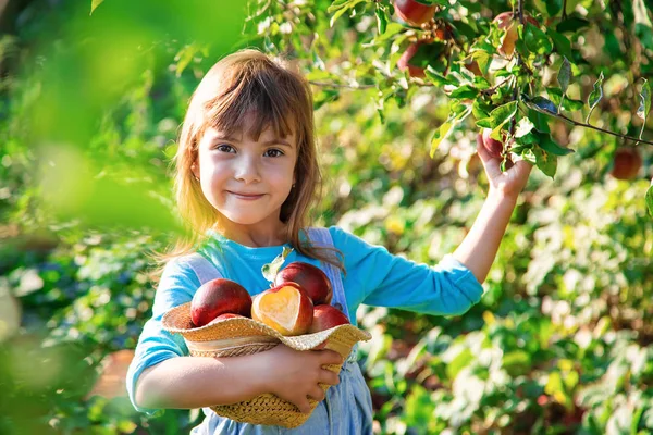 Gyermek Gyermek Egy Alma Szelektív Összpontosít Kerti Élelmiszer — Stock Fotó