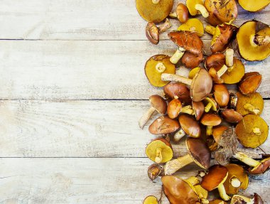 Orman bir çocuğun elinde mantar. Seçici odak. Doğa.