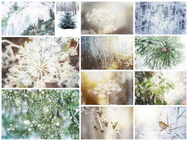Kolaż Zdjęć Natura Zima Pory Roku Selektywny Fokus Natura — Zdjęcie stockowe