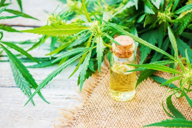 Tedavi için kenevir ve yapraklar et suyu, tentür, özü, yağ. Seçici odaklanma. Doğa