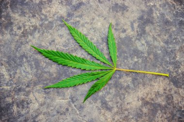 Tedavi için kenevir ve yapraklar et suyu, tentür, özü, yağ. Seçici odaklanma. Doğa