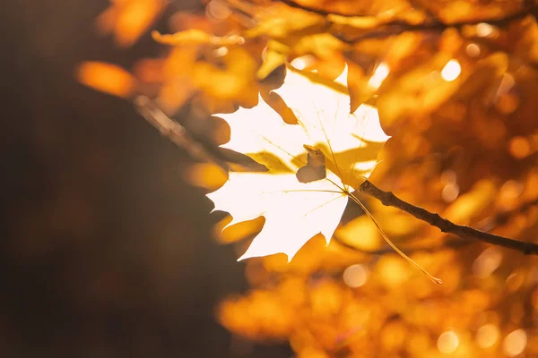 Güzel Sonbahar Yaprakları Altın Sonbahar Seçici Odak Doğa — Stok fotoğraf