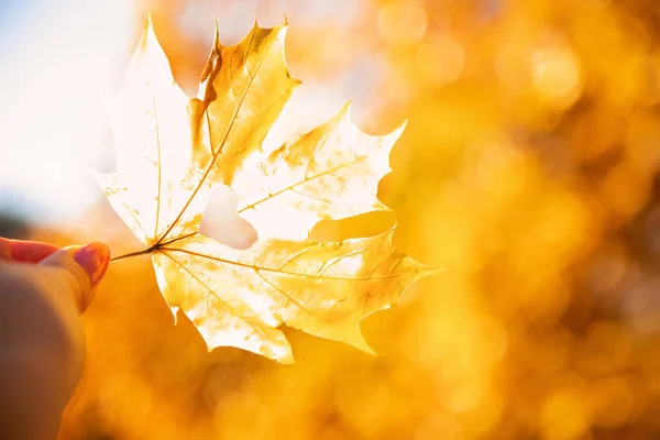 Gyönyörű Őszi Levelek Arany Ősz Szelektív Összpontosít Természet — Stock Fotó
