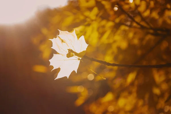 Красивые Осенние Листья Золотая Осень Селективная Направленность — стоковое фото