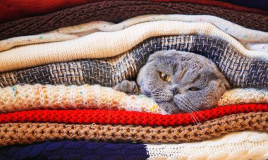 kedi sıcak giysiler bir yığın halinde. Seçici odak. Doğa.