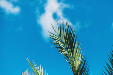 Avuç içi yaprakları gökyüzüne karşı. Seçici odaklanma. Doğa