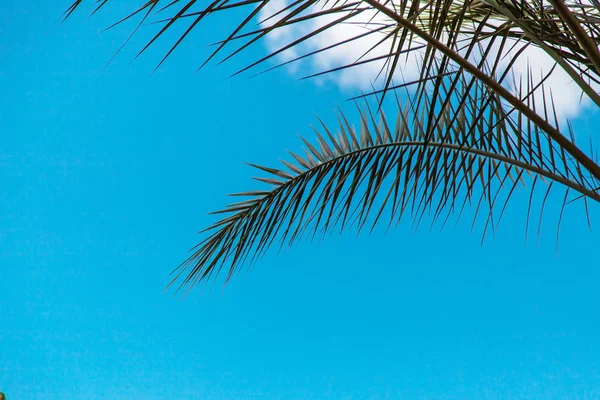 Palm Leaves Sky Selective Focus Nature — Stock Photo, Image