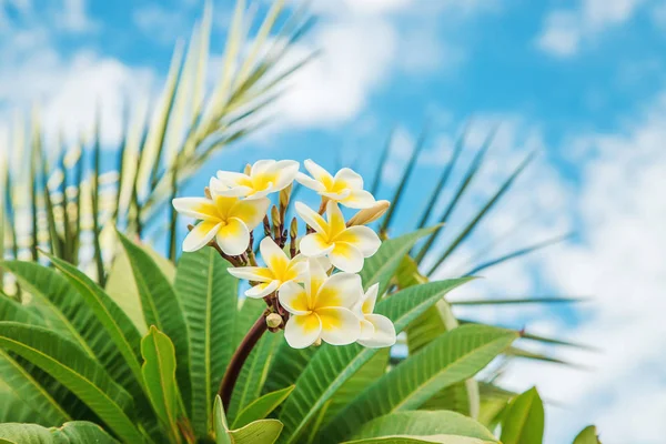 Plumeria Blommor Blommar Mot Himlen Selektivt Fokus — Stockfoto