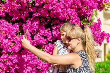 fotoğraf ile bir çalı çiçek Mısır. Seçici odak. Doğa.