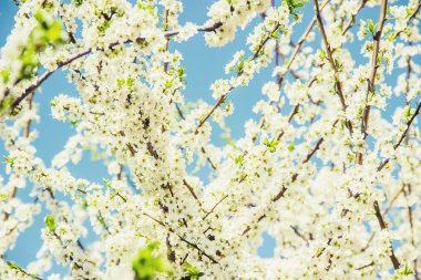 Bahar çiçekli ağaçlar. Bahçe çiçek açmış. Seçici odak doğa