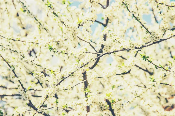 Árvores Com Flores Jardim Florescente Natureza Foco Seletivo — Fotografia de Stock