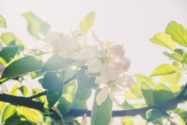 Bahar çiçekli ağaçlar. Bahçe çiçek açmış. Seçici odak doğa