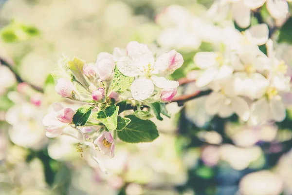 Frühlingsblühende Bäume Blühender Garten Selektive Fokussierung — Stockfoto