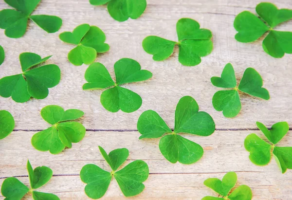 Hoja Trébol Feliz Día San Patricio Naturaleza Enfoque Selectivo —  Fotos de Stock