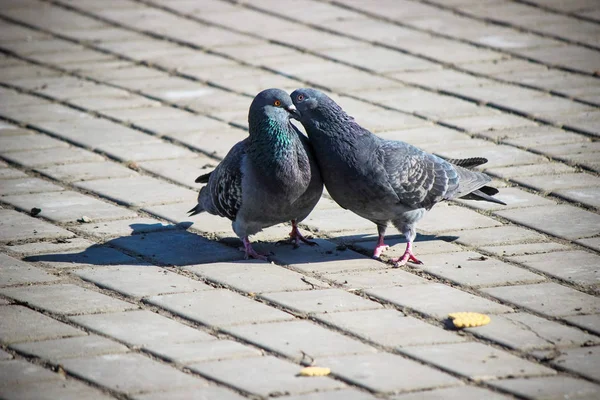 Wild Pigeons Street Pigeons Selective Focus Nature — Stock Photo, Image