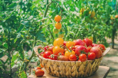 Ev yapımı domates hasat toplar. seçici odak. Doğa.