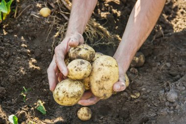 Organik ev yapımı sebze erkek patates elinde. Gıda.