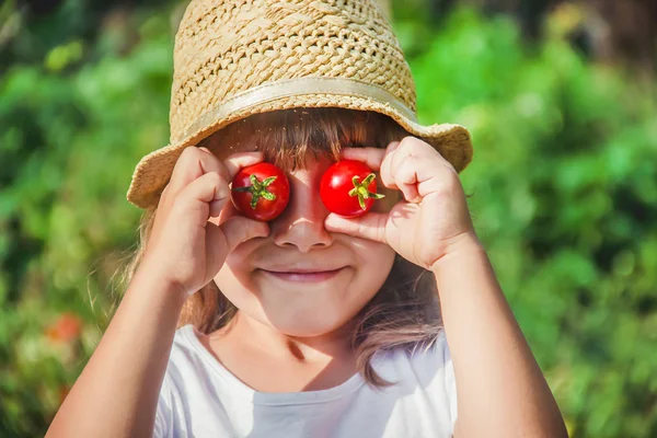 Enfant Recueille Une Récolte Tomates Maison Focalisation Sélective Nature — Photo