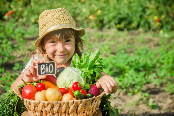Criança Legumes Fazenda Foco Seletivo Natureza — Fotografia de Stock